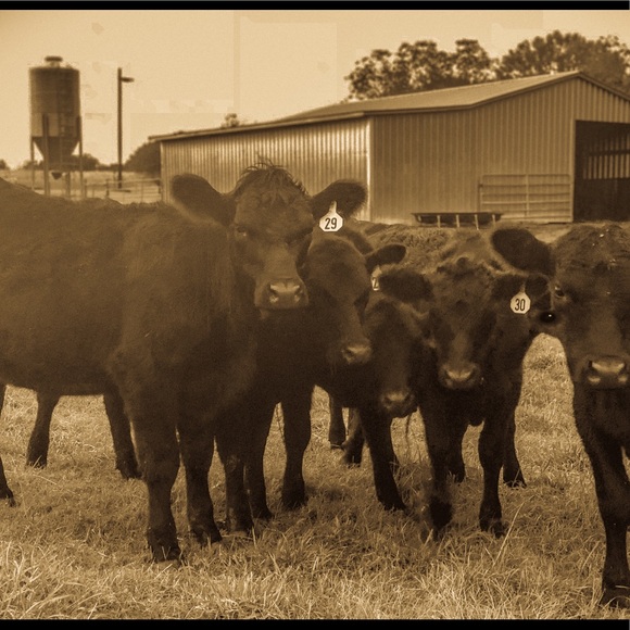 Meet your Posher, Amanda - Picture 1 of 1